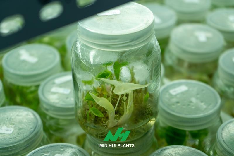 The Most Fragile Stage in Tissue Culture Is Not the Laboratory: Why Acclimatization Determines Commercial Success